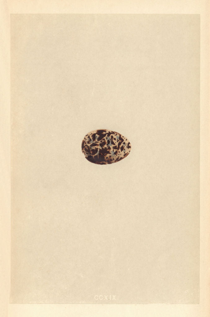 BRITISH BIRD EGGS. White-winged black tern. MORRIS 1866 old antique print